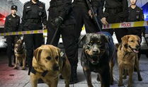 警花与警犬电视剧全集,热血追踪，正义同行